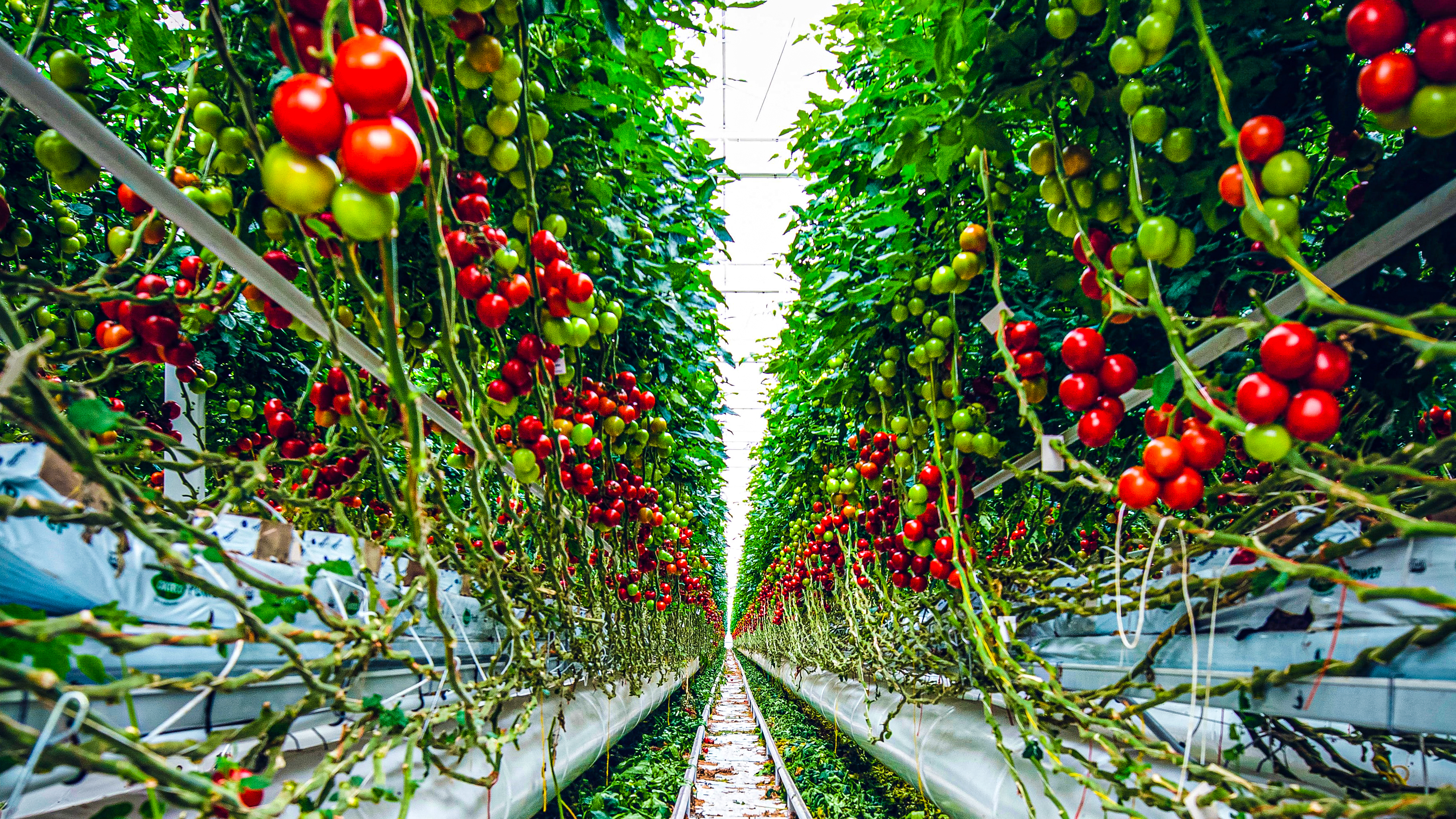 Kommersiellt växthus med många tomater
